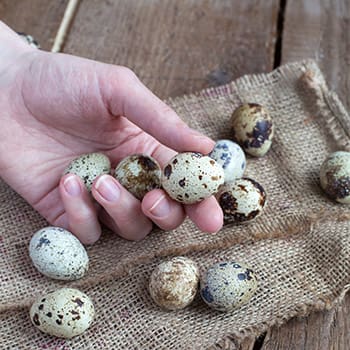 Quail Eggs vs Chicken Eggs