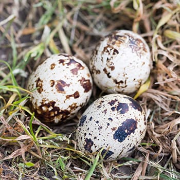 Quail Eggs vs Chicken Eggs