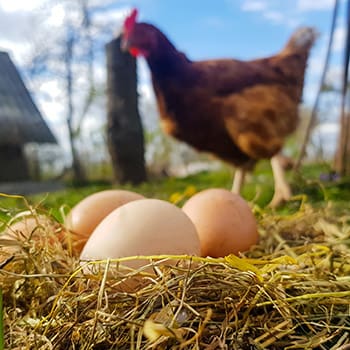 Quail Eggs vs Chicken Eggs