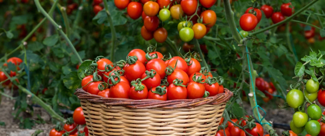 Tomato Myths