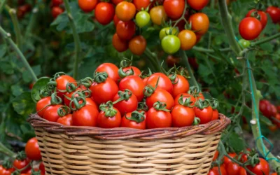 Tomato Myths