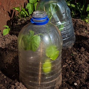 10 Household Items You Can Use as Mini-Greenhouses