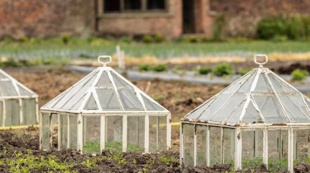 10 Household Items You Can Use as Mini-Greenhouses