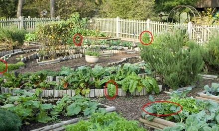 10 Silent Predators You Should Be Warned About