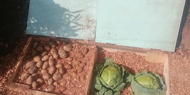 DIY Root Cellar In A Box