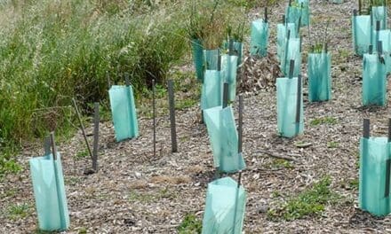 Don’t Throw Away Your Garbage Bags, Do This Instead