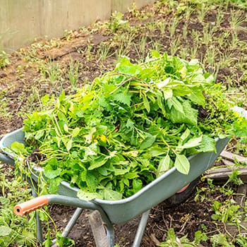 Stop Throwing Away Your Weeds, Do This Instead!