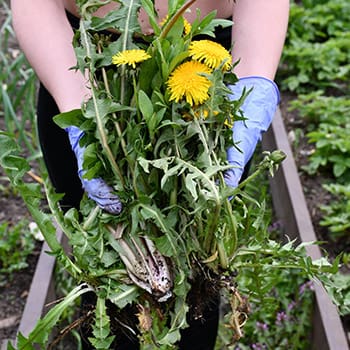 Stop Throwing Away Your Weeds, Do This Instead!