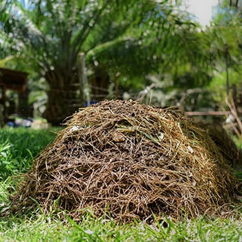 Stop Throwing Away Your Weeds, Do This Instead!