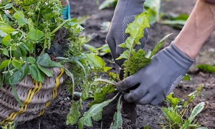 Stop Throwing Away Your Weeds, Do This Instead!