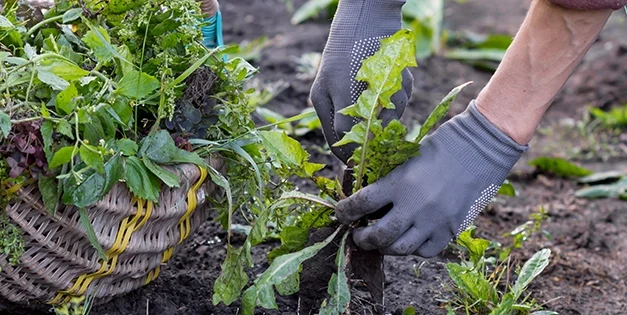 Stop Throwing Away Your Weeds, Do This Instead!