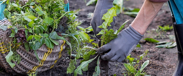 Stop Throwing Away Your Weeds, Do This Instead!