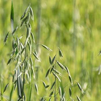 Wild Edibles Native Americans Survived On During Fall