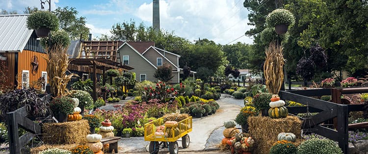 11 Items To Look For At An Amish Market