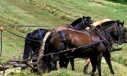 I Visited An Amish Farm. This Is How It Went