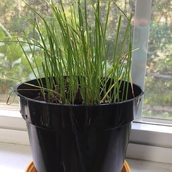 Plant These Veggies In Fall For An Early Spring Harvest