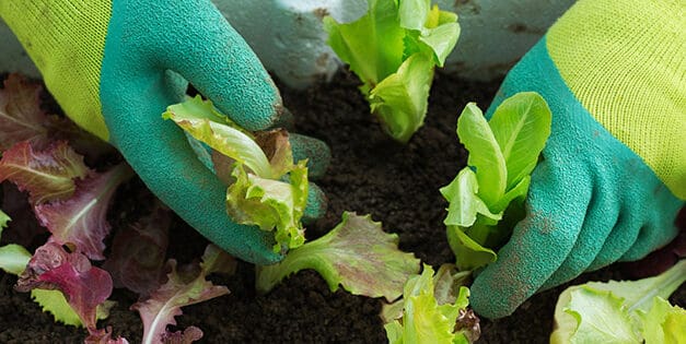 Plant These Veggies In Fall For An Early Spring Harvest