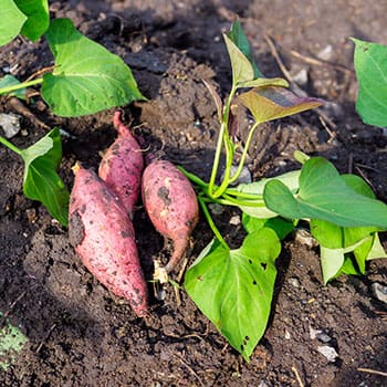 Survival Crops You Should Add To Your Garden Before It’s Too Late