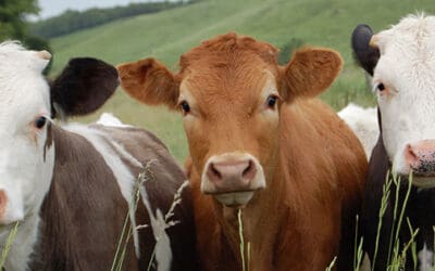 Common Cowkeeper Mistakes Even The Most Advanced Can Make