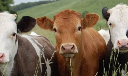 Common Cowkeeper Mistakes Even The Most Advanced Can Make