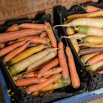 I Wish I'd Known This Before Building A Root Cellar