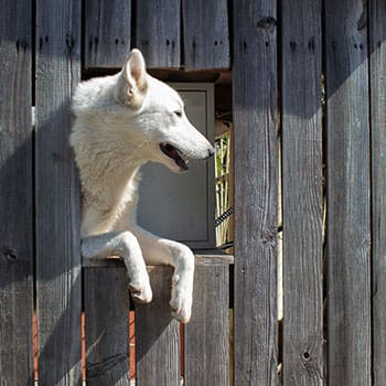 This Is How I Kept My Livestock Alive During The Disaster