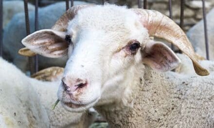 This Is How I Kept My Livestock Alive During The Disaster