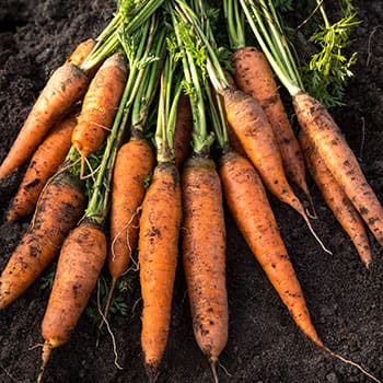 Veggies You Should Actually Grow in Winter