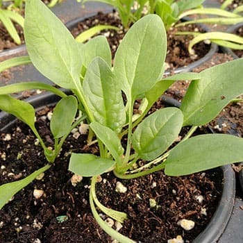 Veggies You Should Actually Grow in Winter