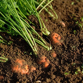 6 Foods You Should Bury in Your Backyard - carrots