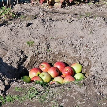 6 Foods You Should Bury in Your Backyard - apples