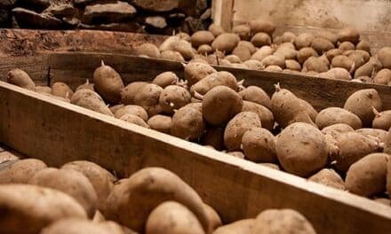 How Long Do Potatoes Last?