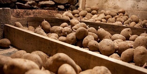 How Long Do Potatoes Last?