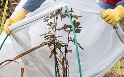 How To Winter-Proof Your Garden