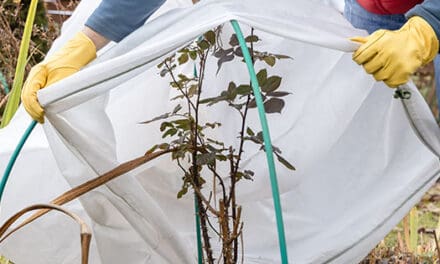 How To Winter-Proof Your Garden