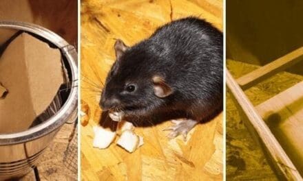 DIY Harmless Rat Trap (With Step-by-Step Pictures)