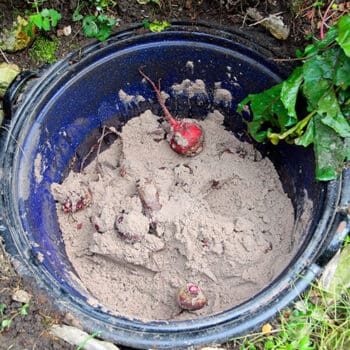 How People Used To Store Food Before Refrigerators - stored food in sand