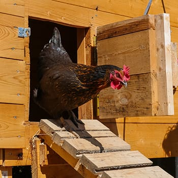 Chicken Coop Mistakes You Should Avoid at All Costs and average space for yout chickens