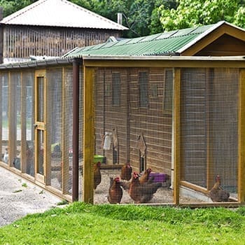 chicken coop mistakes chicken run