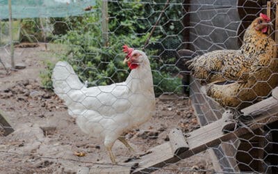 Chicken Coop Mistakes You Should Avoid at All Costs