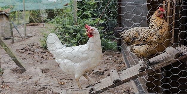 Chicken Coop Mistakes You Should Avoid at All Costs