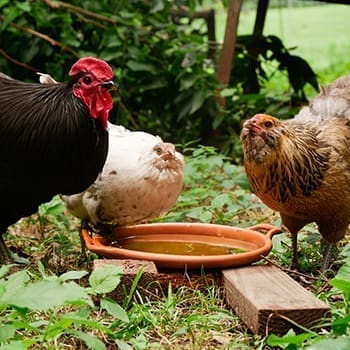 use clay pots as a Self-Watering Chicken DishÂ