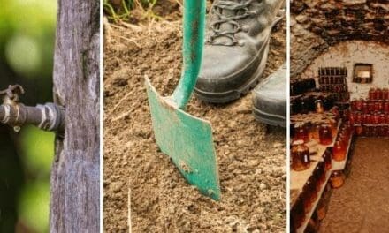 9 Skills Every Homesteader Must Have To Outlive A Crisis