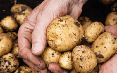 DIY Potato Growing Box