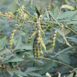 pigeon peas in pods