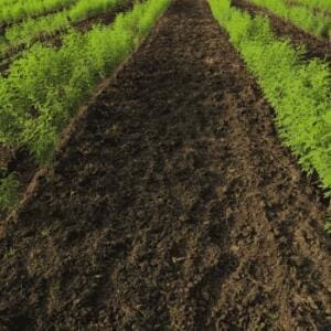 soil preparation 