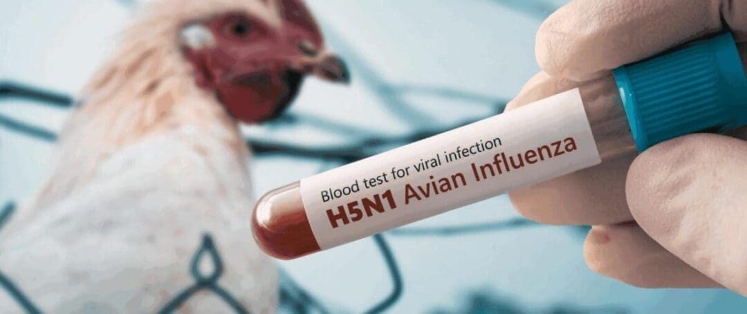 Can You Catch Bird Flu From Chickens? What No One’s Telling You