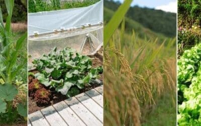 Gardening Tips Learned from Native Americans