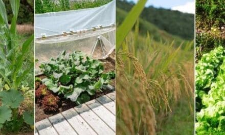 Gardening Tips Learned from Native Americans