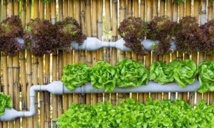 How to Grow an Endless Supply of Food in Thin Air
